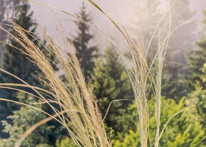 Leśna Kąpiel Ośrodek wypoczynkowy